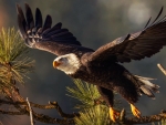 Bald Eagle