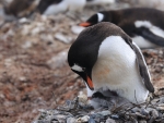 Gentoo Penguin