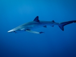 Blue Shark