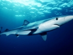 Blue Shark