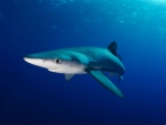 Blue Shark