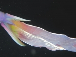 Blanket Octopus