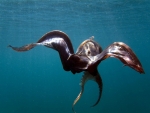 Blanket Octopus