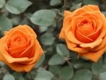 Orange Roses
