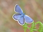 Silver Studded Blue Butterfly