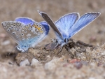 Silver Studded Blue Butterfly