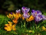 Yellow and violet crocuses