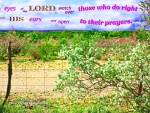 The Eyes of the Lord