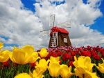 Wooden windmill surrounded by tulips