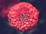 red flower