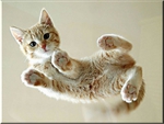 CUTE PURR  STANDING ON GLASS 