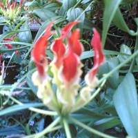 coloured flower, natual flower