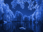 Swan