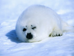 Harp Seal in the Arctic