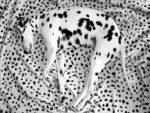 Dalmation