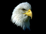 Eagle Head