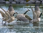 Canadian Geese