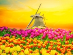 Windmill in Tulip Field
