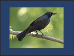 Common Grackle on branch