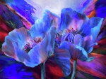Blue Poppies On Red