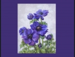Violet Anenomes