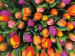 Tulips