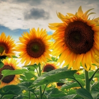 sunflowers