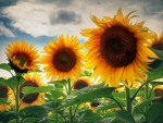 sunflowers