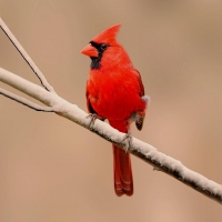 cardinal