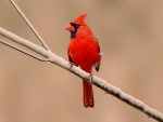 cardinal
