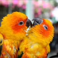 love birds
