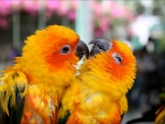love birds