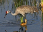 Sandhill Crane