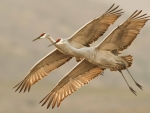 Sandhill Cranes