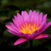 Lotus flower