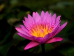 Lotus flower
