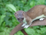 Stoat