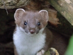 Stoat