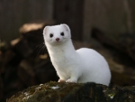 White Stoat