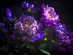 Purple peonies