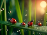 Ladybugs on the grass