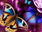Butterflies