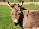 Donkey