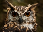 Long-eared Owl