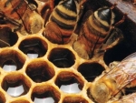 Beehive and bees