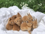 Rabbits