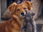 Dog and Cat