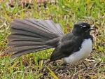Willie Wagtail
