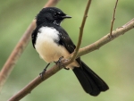 Willie Wagtail