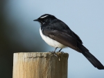 Willie Wagtail